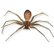 Bermuda Veterinary Services - Brown Recluse Spider Bite Poisoning The Brown  Recluse Spider is most active from March to October at night. We have  recently treated two dogs who were bitten by